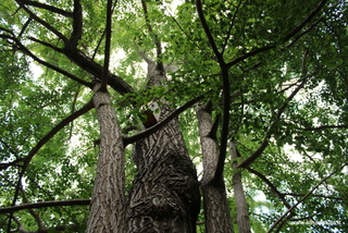 Ginkgo orto botanico Messina